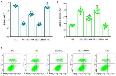 Ras-Related C3 Botulinum Toxin Substrate 1 Combining With the Mixed Lineage Kinase 3- Mitogen-Activated Protein Kinase 7- c-Jun N-Terminal Kinase Signaling Module Accelerates Diabetic Nephropathy